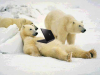 lazy bear lap.png